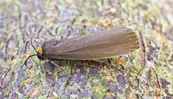 Red-necked Footman